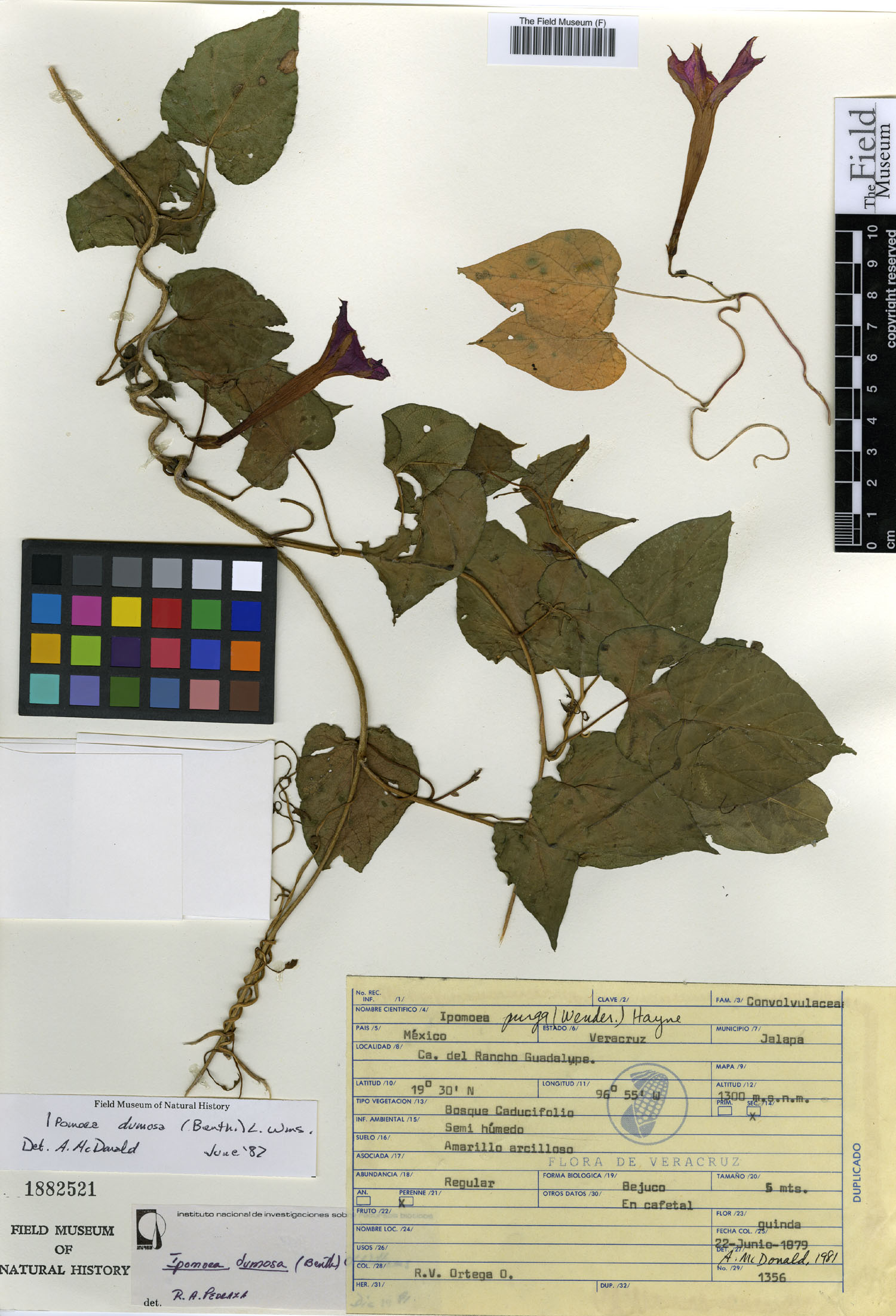 Ipomoea dumosa image