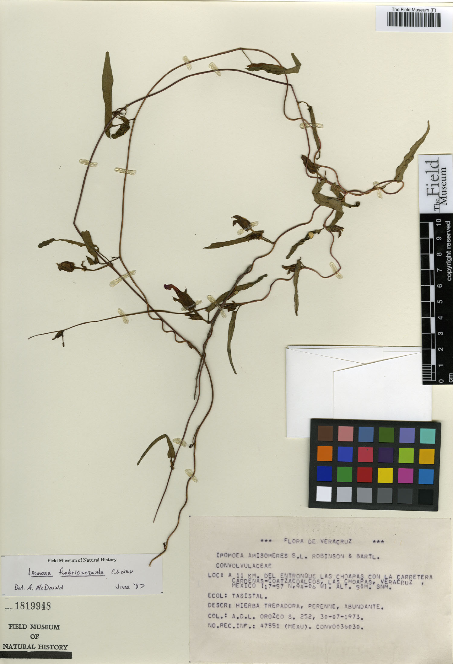 Ipomoea fimbriosepala image