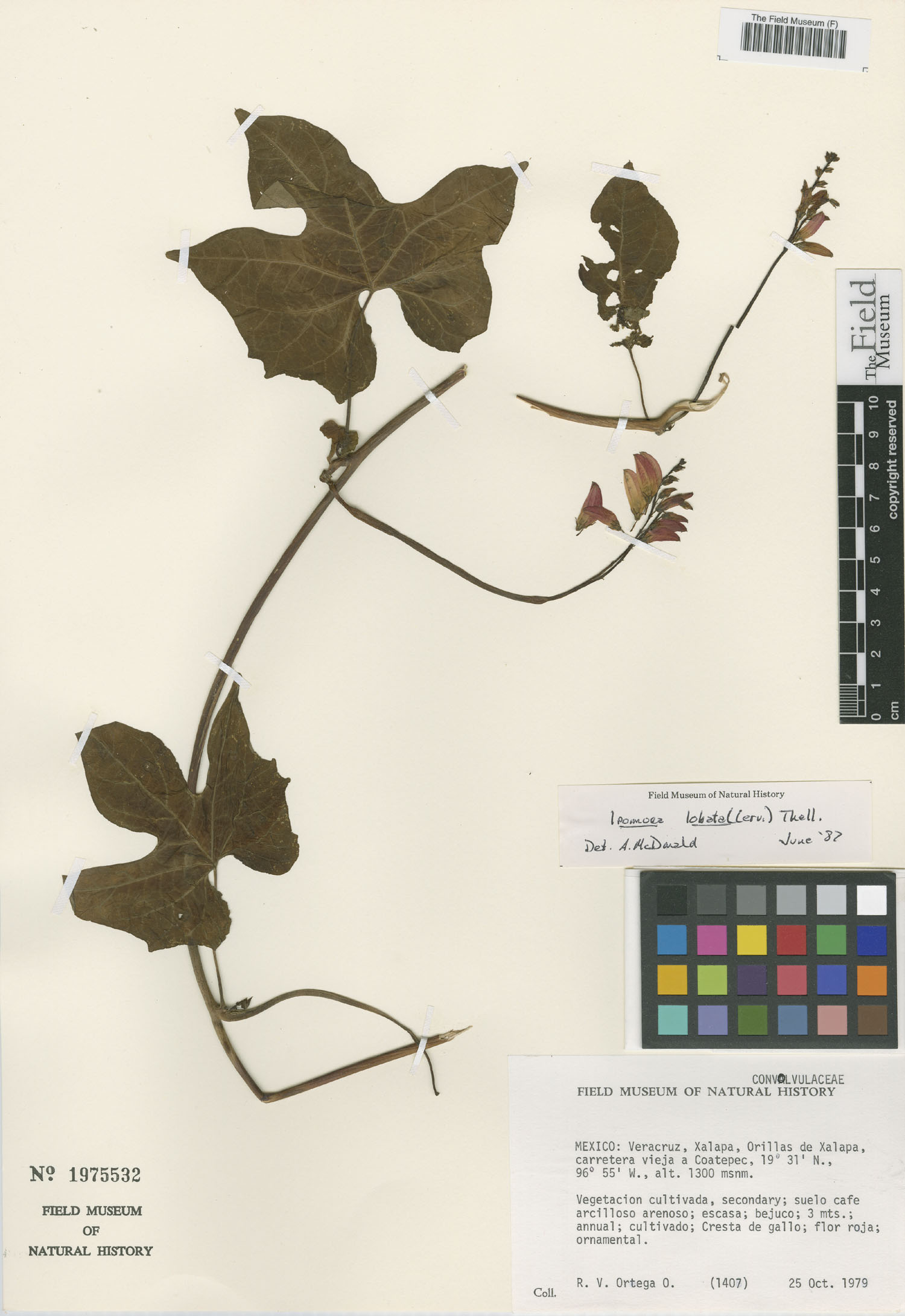 Ipomoea lobata image