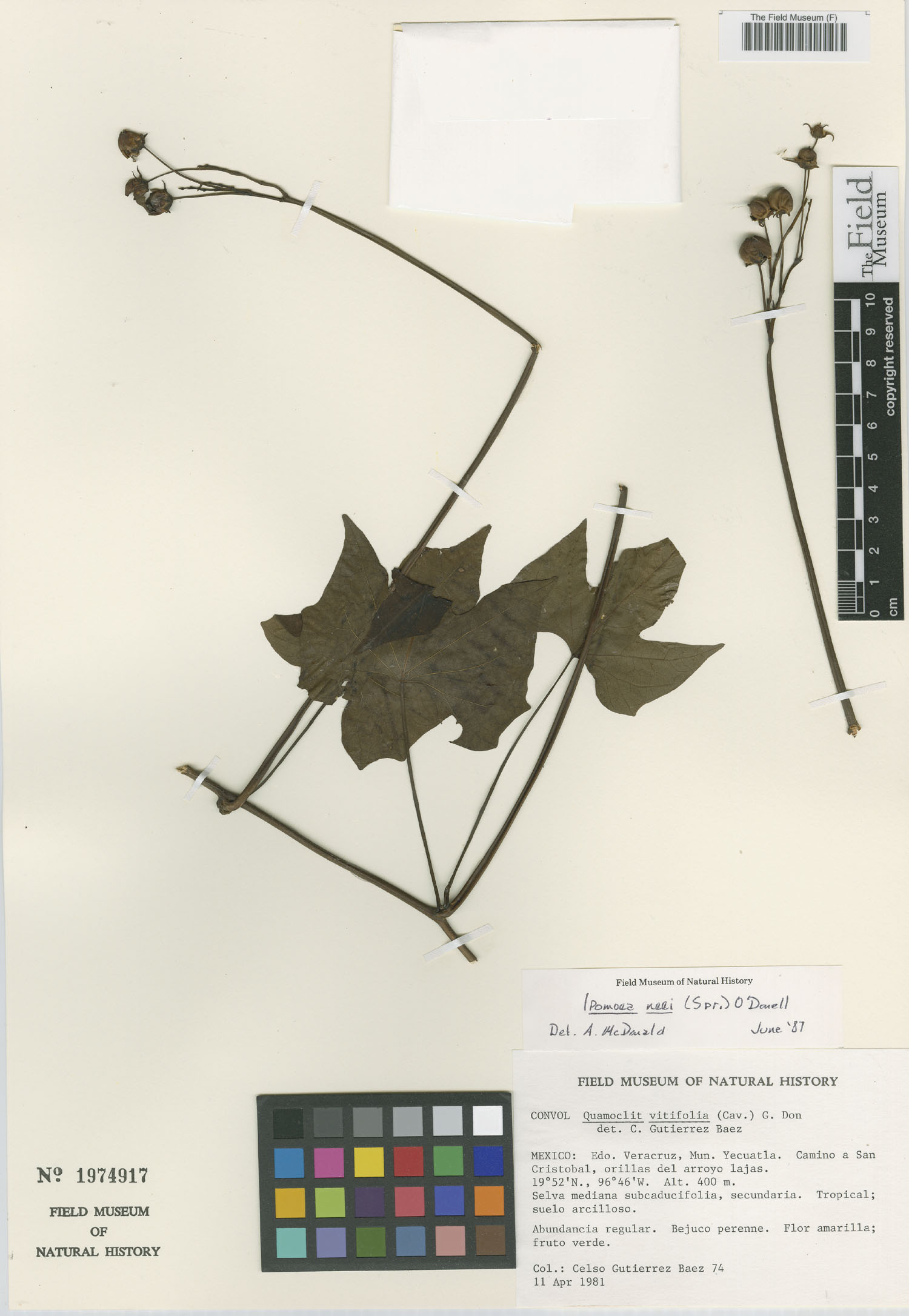 Ipomoea neei image