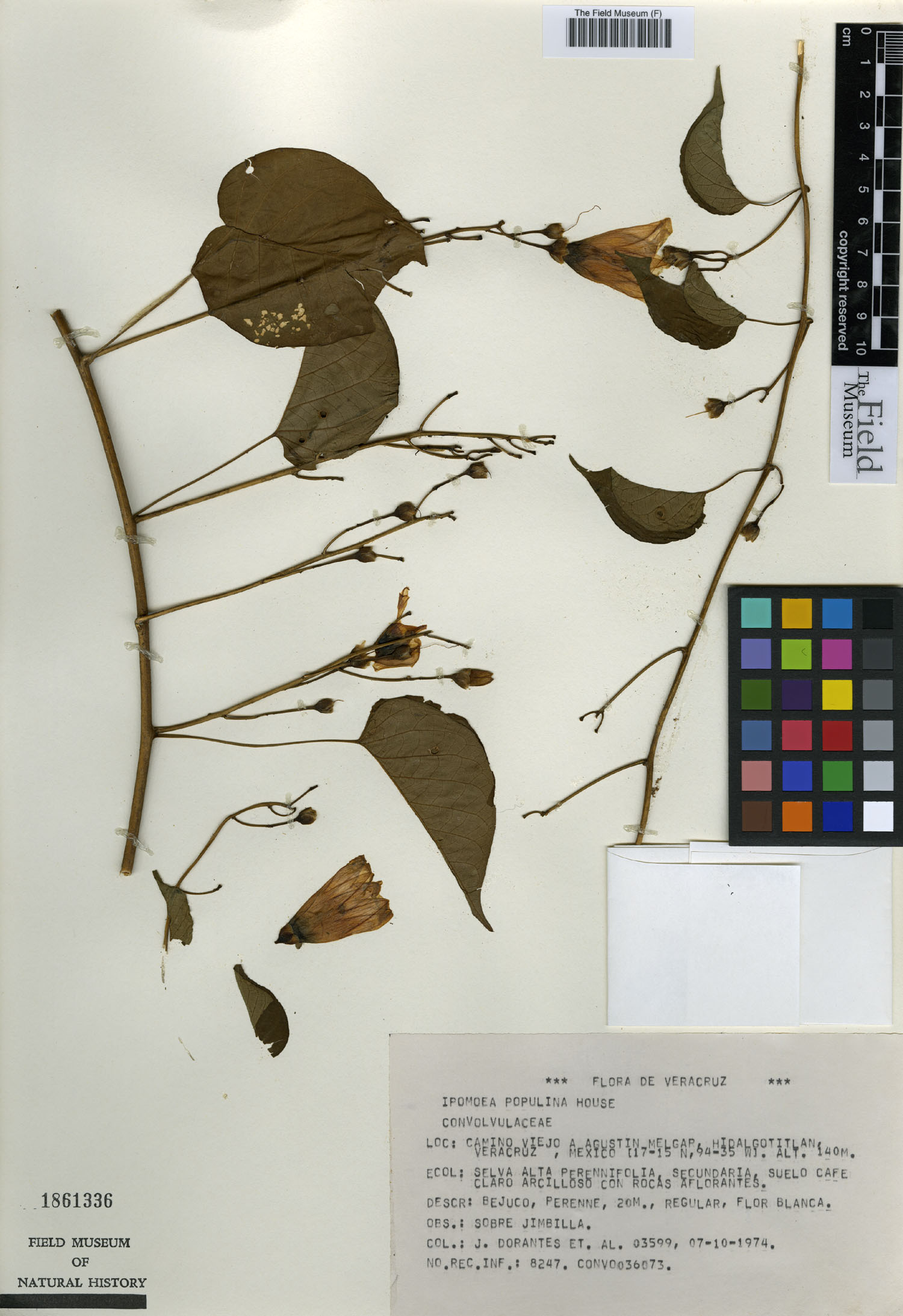 Ipomoea populina image