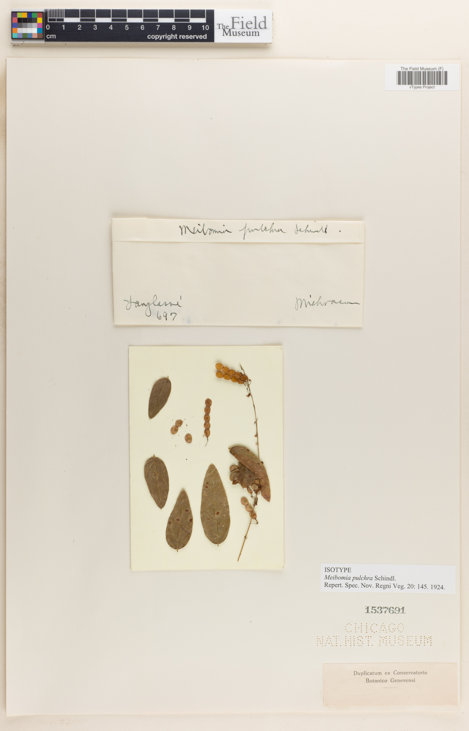 Desmodium ambiguum image