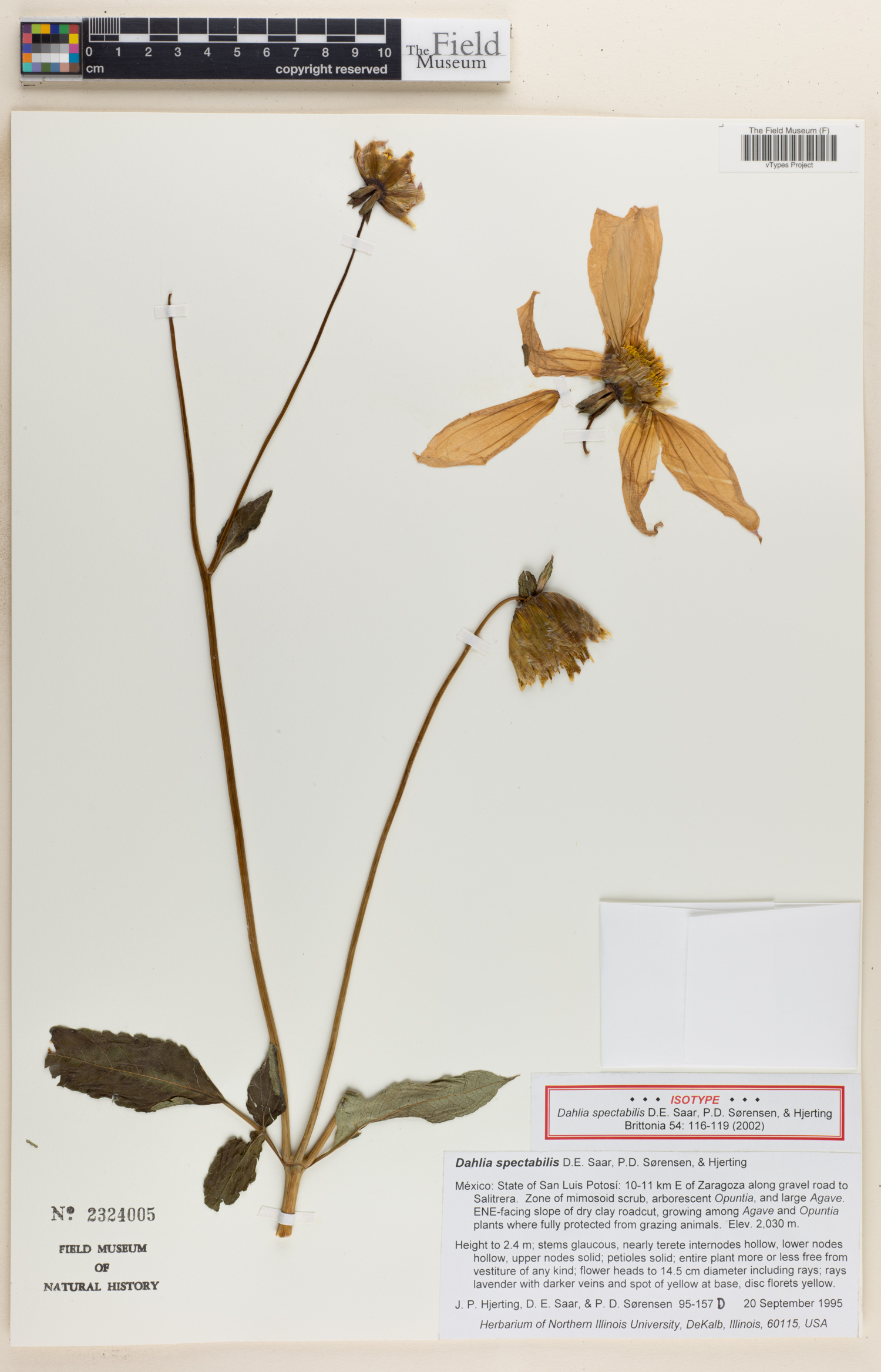 Dahlia spectabilis image