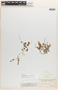 Peperomia tovariana var. subcaespitosa Trel. & Yunck., Colombia, Herb. H. Smith 1911, Isotype, F