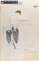Anthurium luteolum Sodiro, Ecuador, L. A. Sodiro, Isotype, F