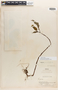 Begonia juninensis Irmsch., Peru, E. P. Killip 26097, Isosyntype, F