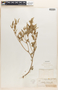 Croton palmeri image