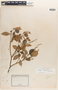 Croton insularis Baill., New Caledonia, E. F. Deplanche 1138, Isosyntype, F