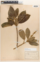 Croton poecilanthus image