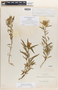 Phlox linearis Cav., Chile, L. Née, Isolectotype, F