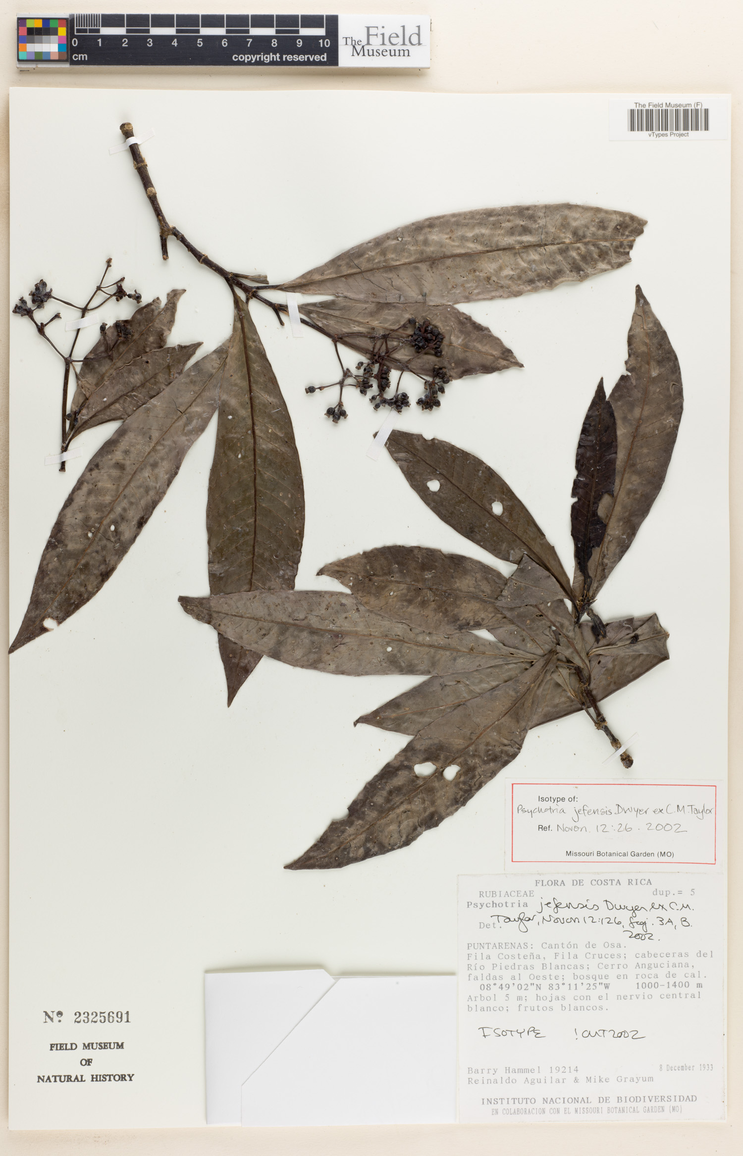 Psychotria jefensis image