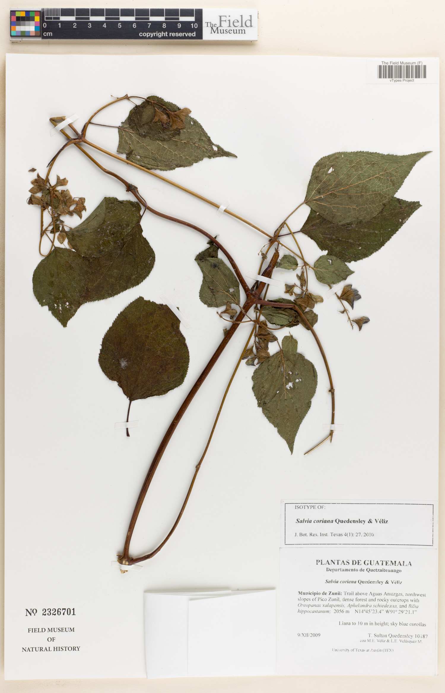 Salvia coriana image