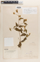 Calea ternifolia image