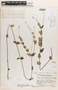 Calea savannarum Standl. & Steyerm., Guatemala, J. A. Steyermark 38658, Holotype, F