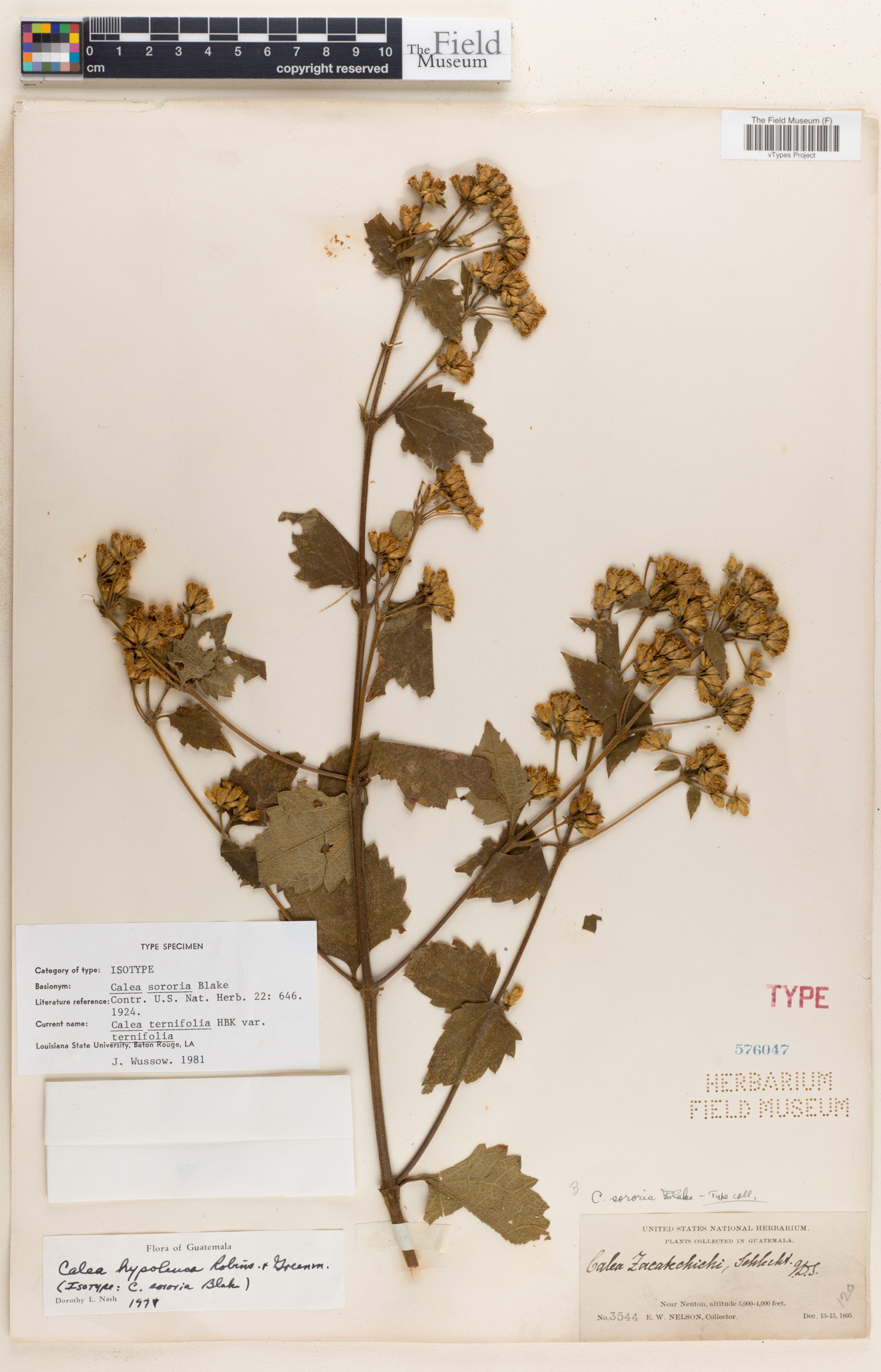 Calea ternifolia var. hypoleuca image