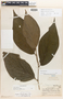 Piper hispidiseptum Trel., Honduras, P. C. Standley 52715, Holotype, F