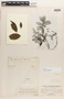 Excoecaria riparia Schltdl., Mexico, C. J. W. Schiede 50, Isotype, F