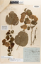 Bougainvillea buttiana Holttum & Standl., Singapore, R. Holttum, Holotype, F