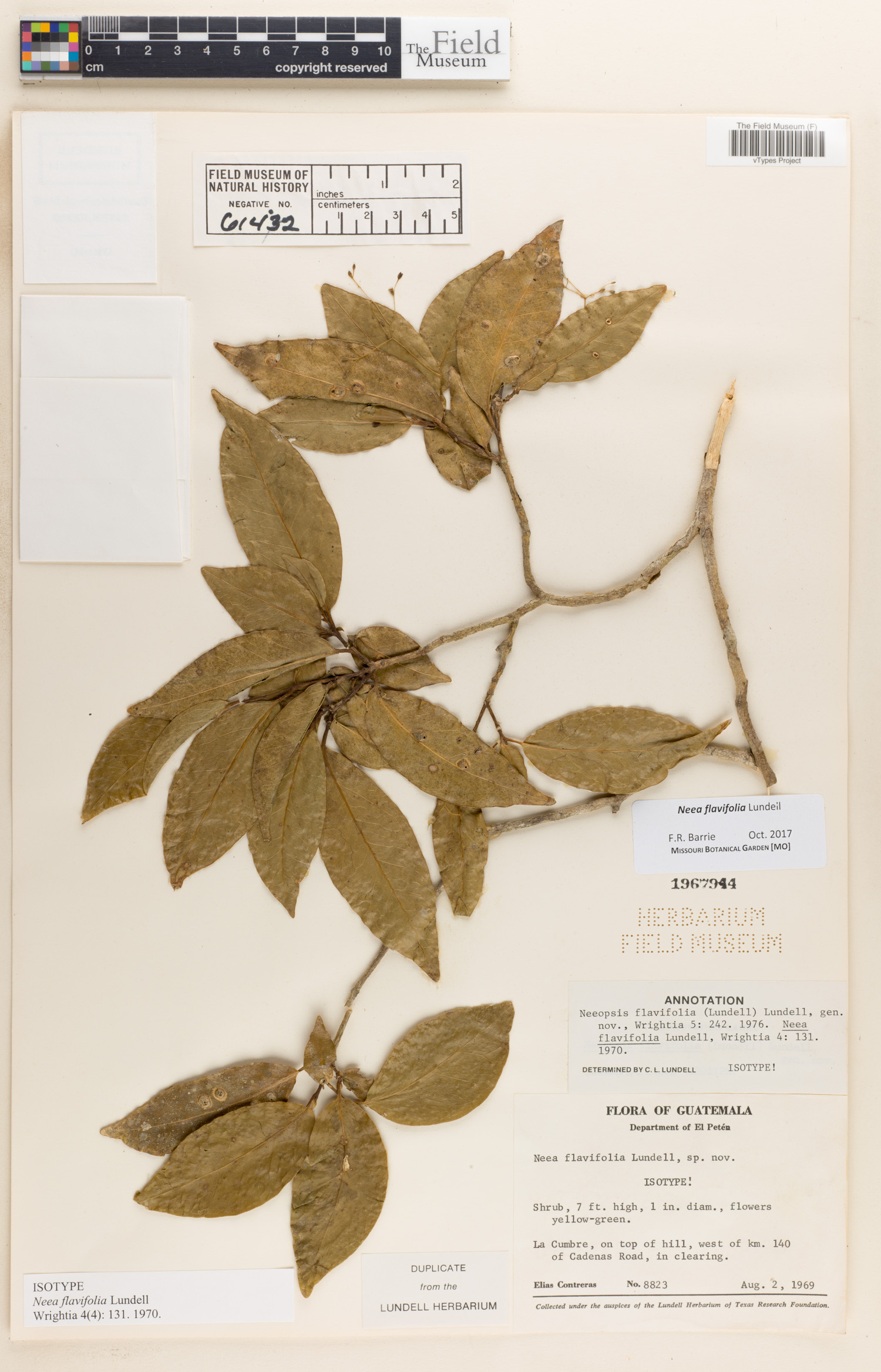 Neeopsis flavifolia image