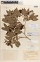Neea parvifolia Lundell, Belize, P. H. Gentle 4562, Isotype, F