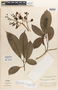 Neea popenoei P. H. Allen, Costa Rica, P. H. Allen 5225, Isotype, F