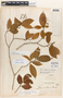 Neea xanthina Standl., Panama, H. von Wedel 1970, Holotype, F