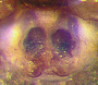 Floricomus setosus female epigynum