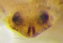 Islandiana cavealis female epigynum
