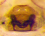 Masonetta floridana female epigynum