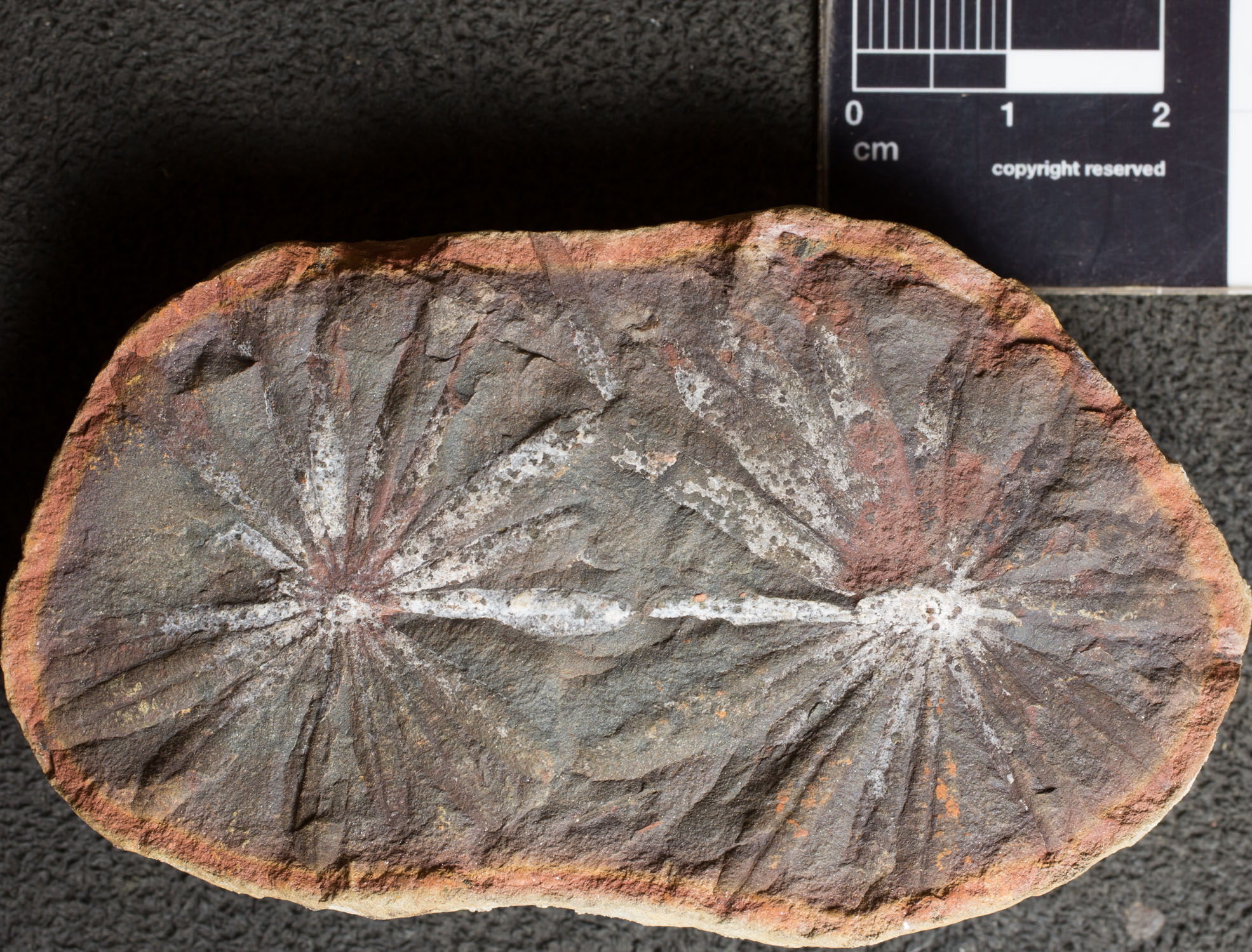 Annularia Radiata