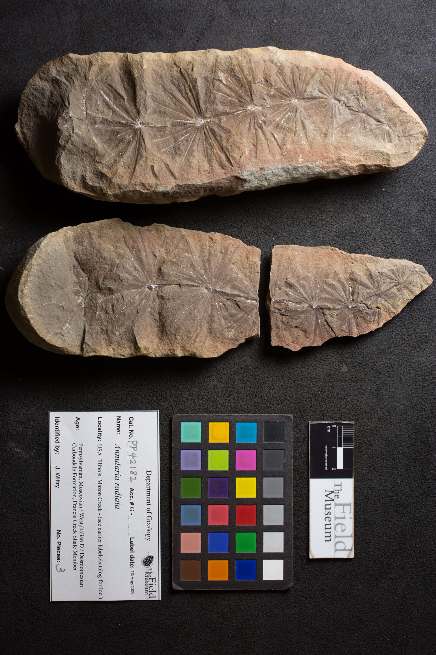 Annularia Radiata