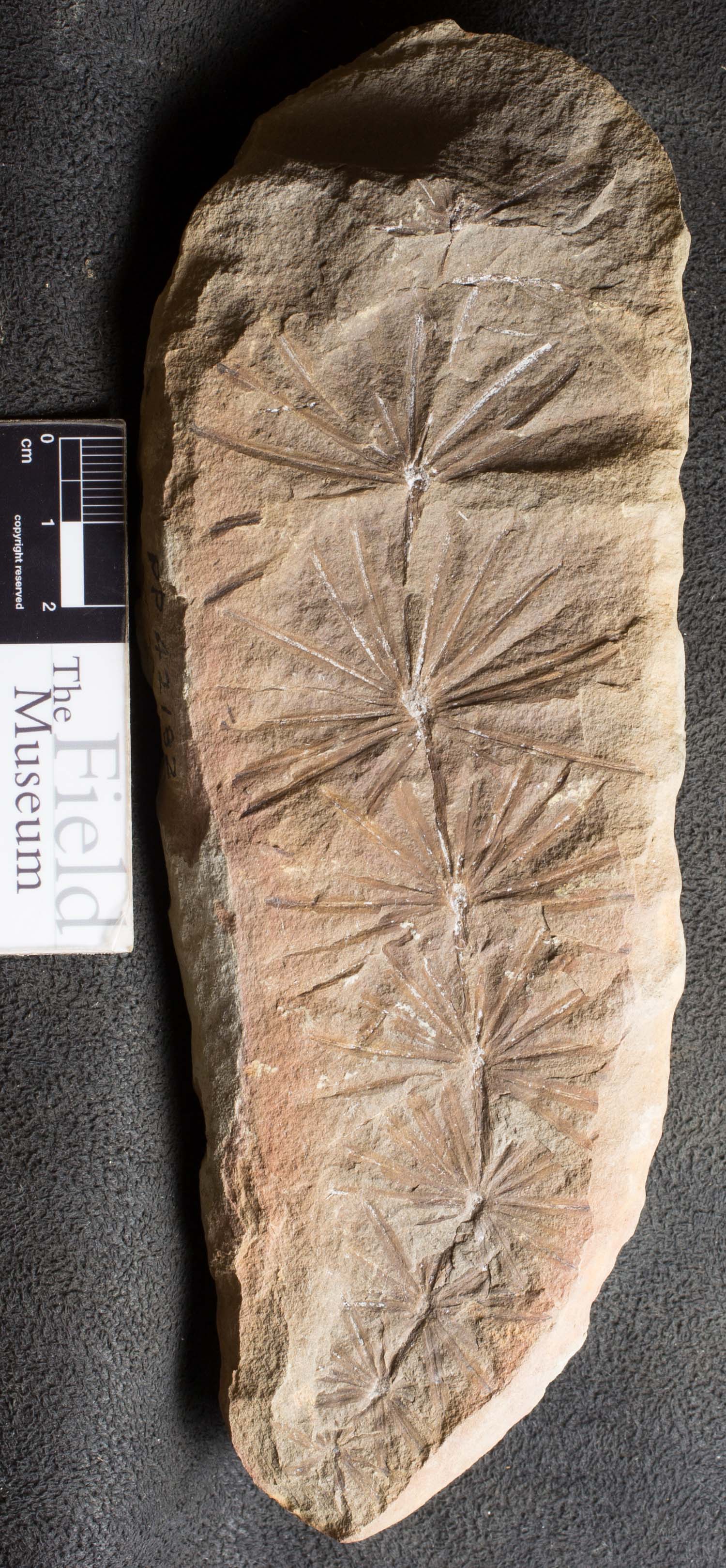 Annularia Radiata