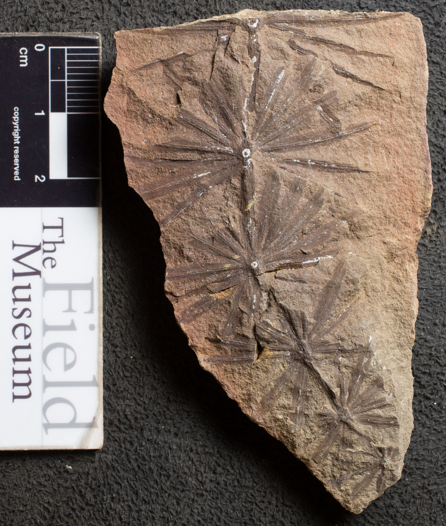 Annularia Radiata