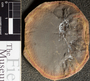 PP 49210 [HS, M] Annularia radiata, Moscovian / Desmoinesian, Francis Creek Shale Member, United States of America, Illinois, Mazon Creek Region