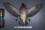 FMNH 517962