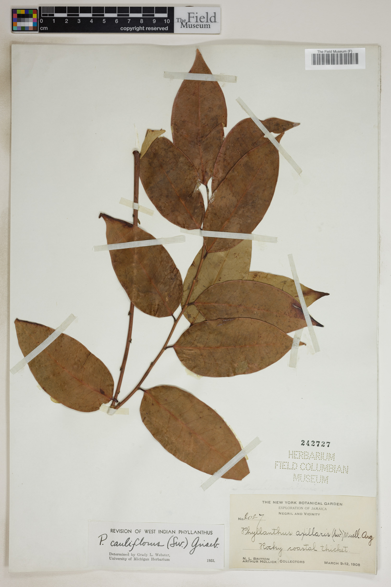 Phyllanthus cauliflorus image