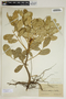 Phyllanthus cinctus image