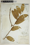 Phyllanthus cladanthus image