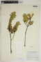 Phyllanthus cladanthus image