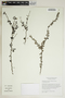 Phyllanthus cuneifolius image