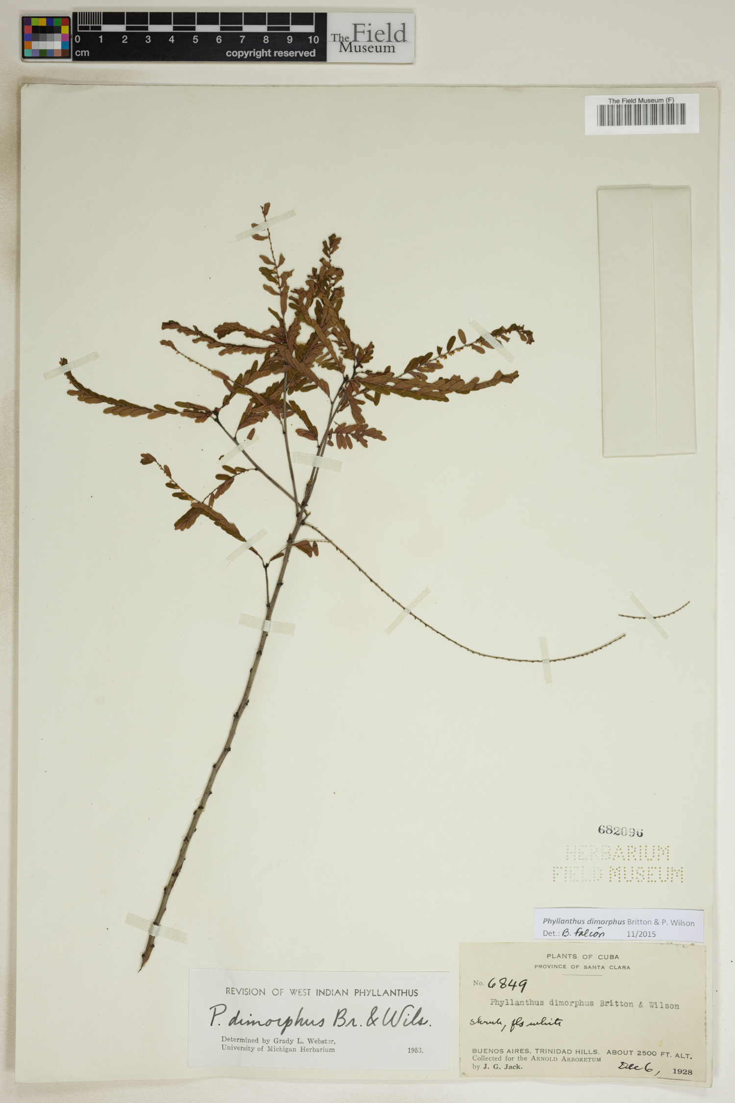 Phyllanthus dimorphus image