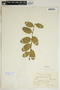 Phyllanthus ekmanii image