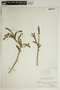 Phyllanthus epiphyllanthus L., Bahamas, L. J. K. Brace 7096, F