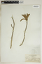 Phyllanthus epiphyllanthus L., Bahamas, L. J. K. Brace 4216, F