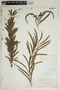 Phyllanthus epiphyllanthus L., Bahamas, A. H. Curtiss 4, F