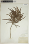 Phyllanthus epiphyllanthus L., Bahamas, A. E. Wight 18, F