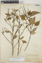 Croton guatemalensis image