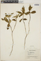 Croton heterochrous image