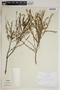 Phyllanthus fuertesii image