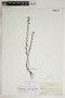 Phyllanthus heliotropus image